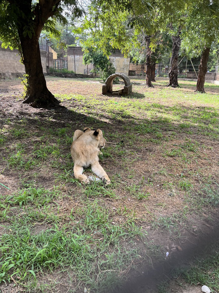 jallabar_hausa's tweet photo. Kano Zoo Through My Lens | Lion 
#ExploreKano #JallabarHausa #KanoTour #KanoZoo https://t.co/h22JMI8Y9A