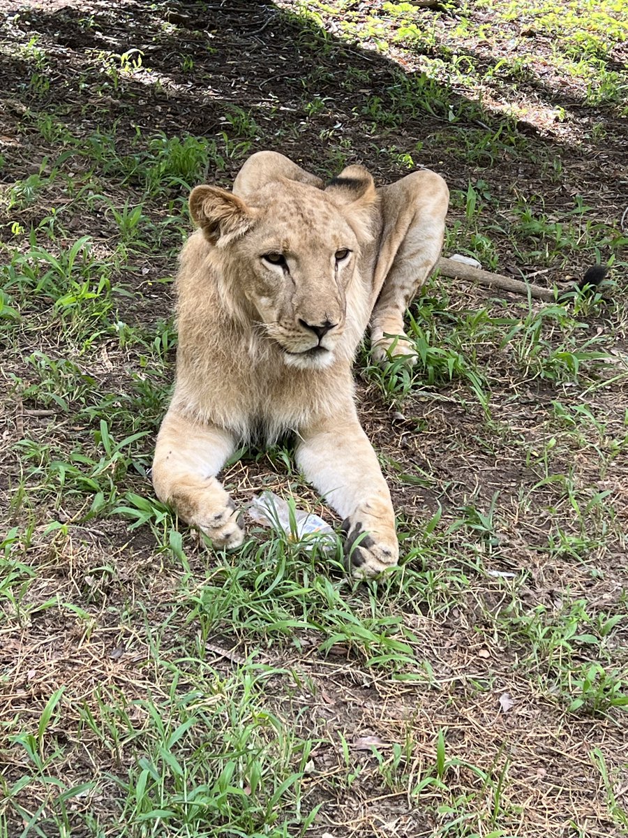 jallabar_hausa's tweet photo. Kano Zoo Through My Lens | Lion 
#ExploreKano #JallabarHausa #KanoTour #KanoZoo https://t.co/h22JMI8Y9A
