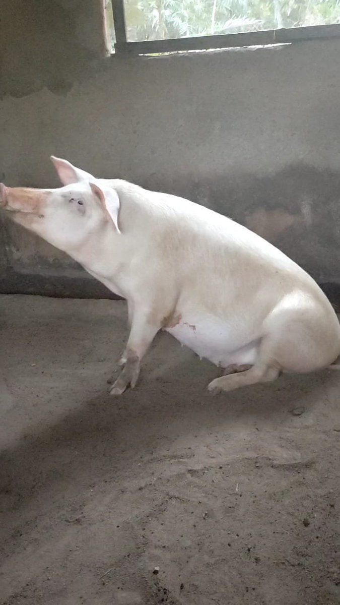 Wills_Exchange's tweet photo. Growing up, I loved animals. I raised fish, goats, and tried different agricultural ventures. I even saved my lunch money just to buy my first goats. That experience taught me one lesson I have never forgotten even before i got skills that enabled me stand for pig farming https://t.co/T99Oh1AKGN