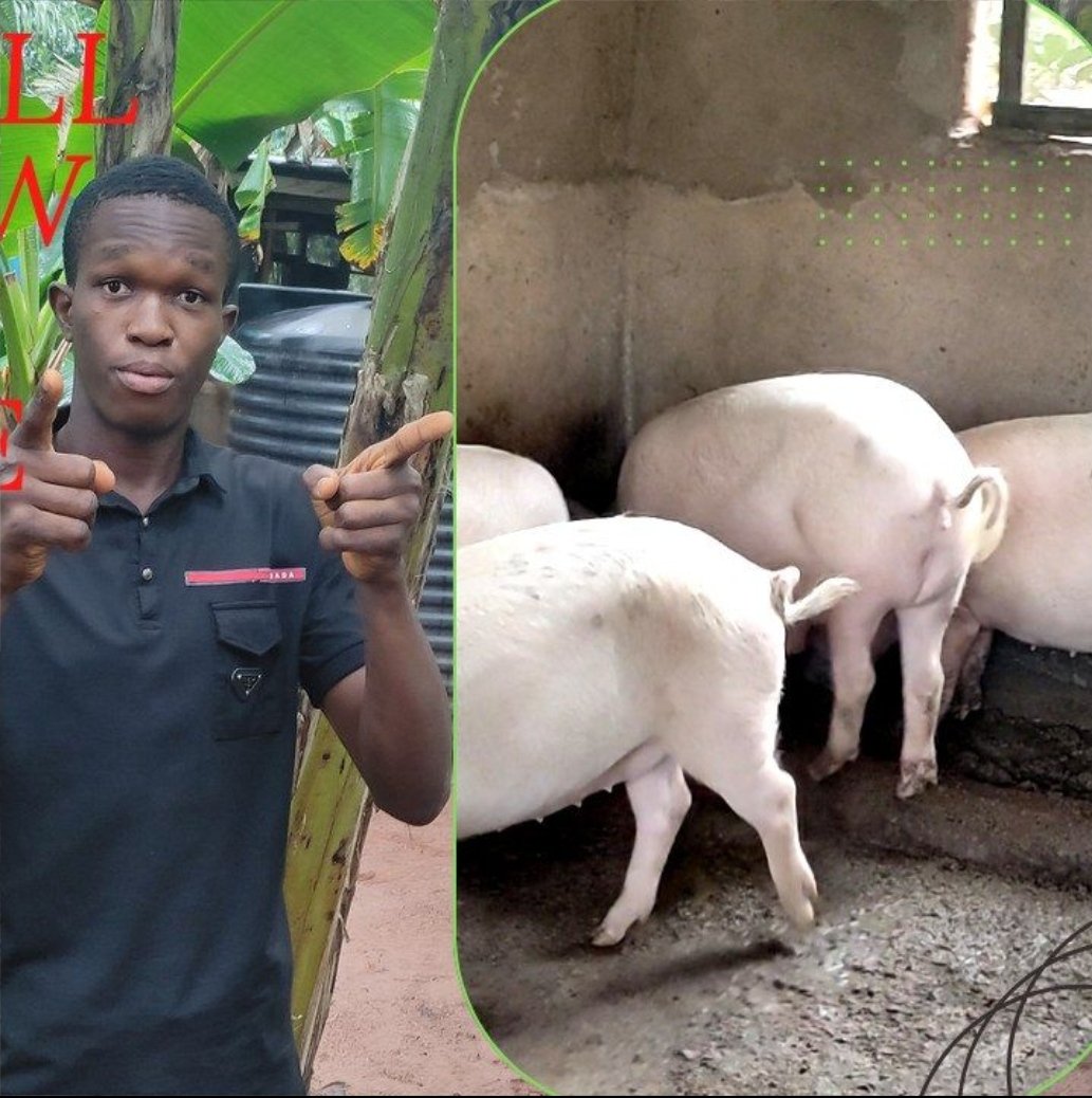Wills_Exchange's tweet photo. Growing up, I loved animals. I raised fish, goats, and tried different agricultural ventures. I even saved my lunch money just to buy my first goats. That experience taught me one lesson I have never forgotten even before i got skills that enabled me stand for pig farming https://t.co/T99Oh1AKGN