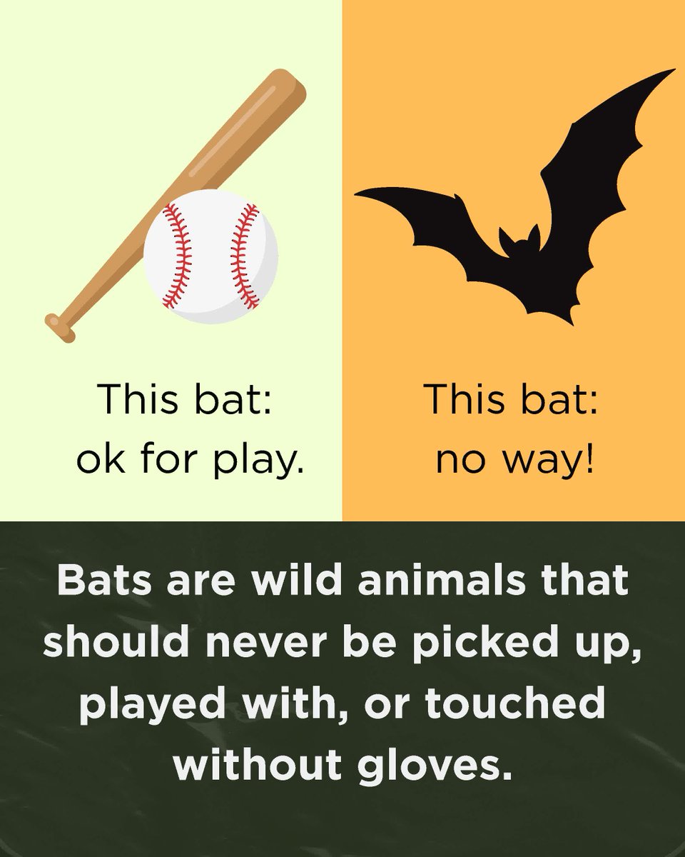 KDHE's tweet photo. Never touch a bat with your bare hands. If bitten by a bat, stay calm. Do your best to capture the bat, so it can be tested for rabies.
Safely catch a bat: https://t.co/lFtcM6VCKv
About bats: https://t.co/iT4GjAJ5Un
Bats in Kansas: https://t.co/uVNpumHZyu

#BatsofKansas https://t.co/WCihynTEx4