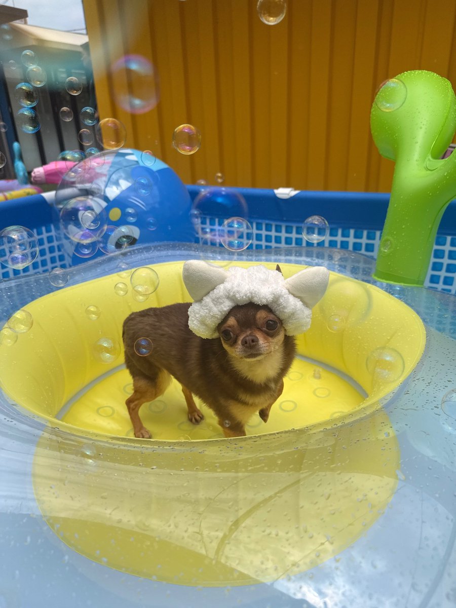 bbodaeman's tweet photo. 물개 ㅎㅎㅎㅎ https://t.co/e3S9rYIGwk