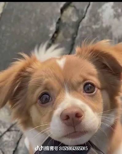 MEMEnalu808's tweet photo. i will keep supporting keep pushing keep fighting on for wangwang let our voices be heard 🙏🏽❤️🙏🏽 wangwang & her puppies 🐶🐶🐶🐶🐶 will be forever remembered forever in our hearts gives us the courage against all animal cruelty all animal abuse we will put a stop to china & worldwide abusers wangwang deserves justice please I ask all of you  to join the movement join the fight @WangWang_Sol 
#JusticeForWangWangAndHerPuppies 
#justiceforwangwang 
#wangwang 

7z5KZpYj7BEnGKGCY3kDkaX32ueBSNp8QjvFq8Lxpump