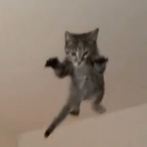 Guessxrr's tweet photo. This cat is going viral on TikTok, with 2 million likes and nearly 11 million views in less than four days.

In the comments, people are calling him Supercat.
Everyone loves him, and he's incredibly meme worthy.

Tiktok: https://t.co/hpYZsRrNRW https://t.co/tI1kt6awZz