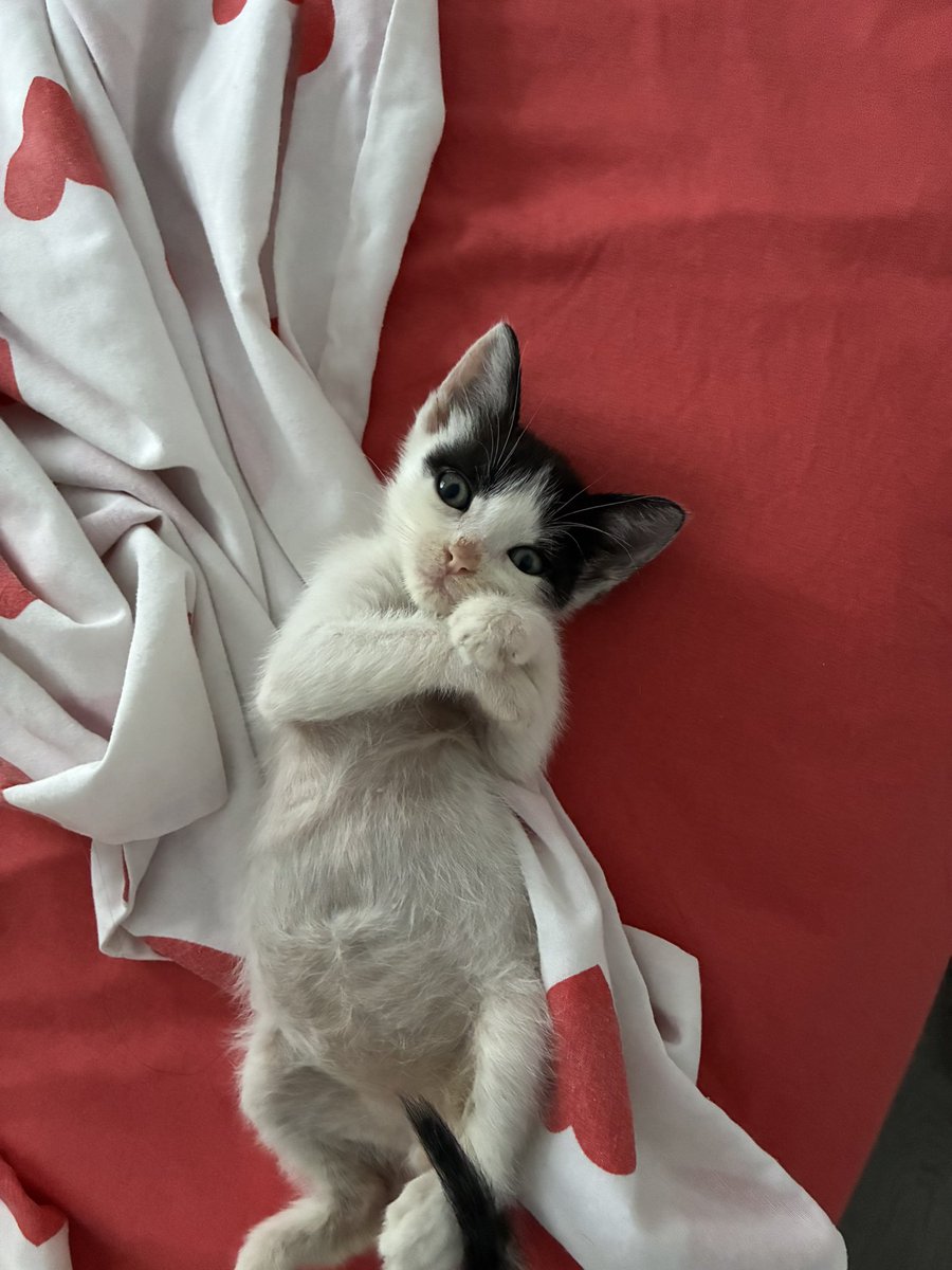 minaabilicii's tweet photo. Sokakta aç,susuz hayatta kalmaya çalışırken bulduğum, ellerimle besleyip büyüttüğüm Kefirime yuva arıyoruz. İnanılmaz sevgi dolu, kucak delisi bir çocuk. İmkanım olsa kimseye vermem. Sokağa gitsin istemiyorum. Yuva arıyoruz. RT ile destek olur musunuz?💖
İstanbul 
05335586309 https://t.co/AYJnrDneG1