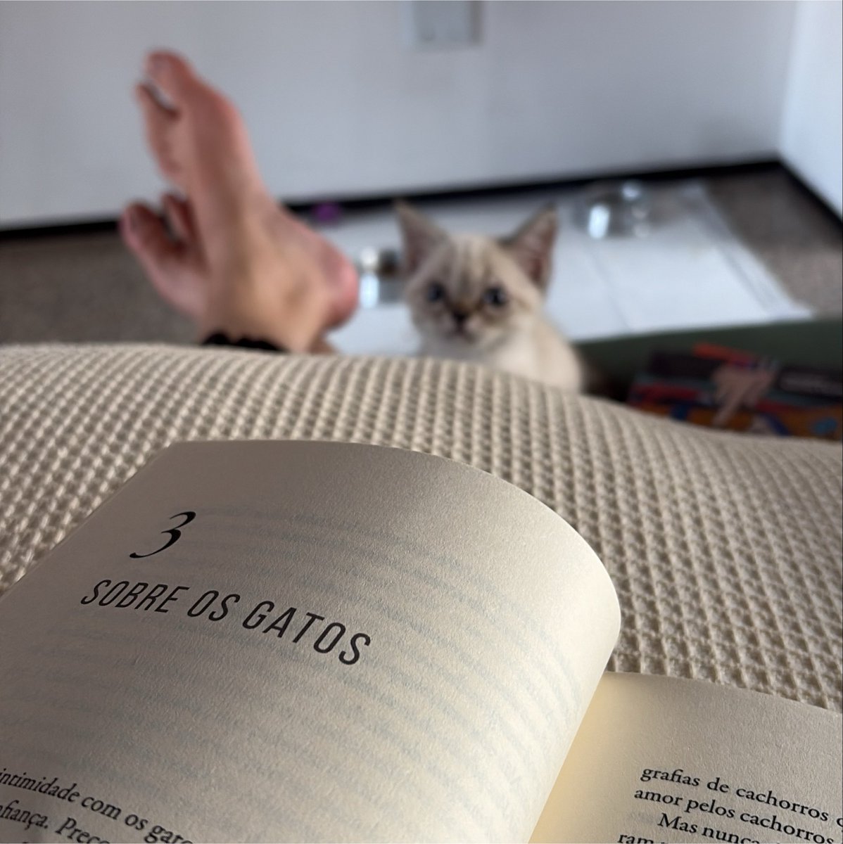pizzarutchi's tweet photo. sobre os gatos… https://t.co/JImRqP4P7t