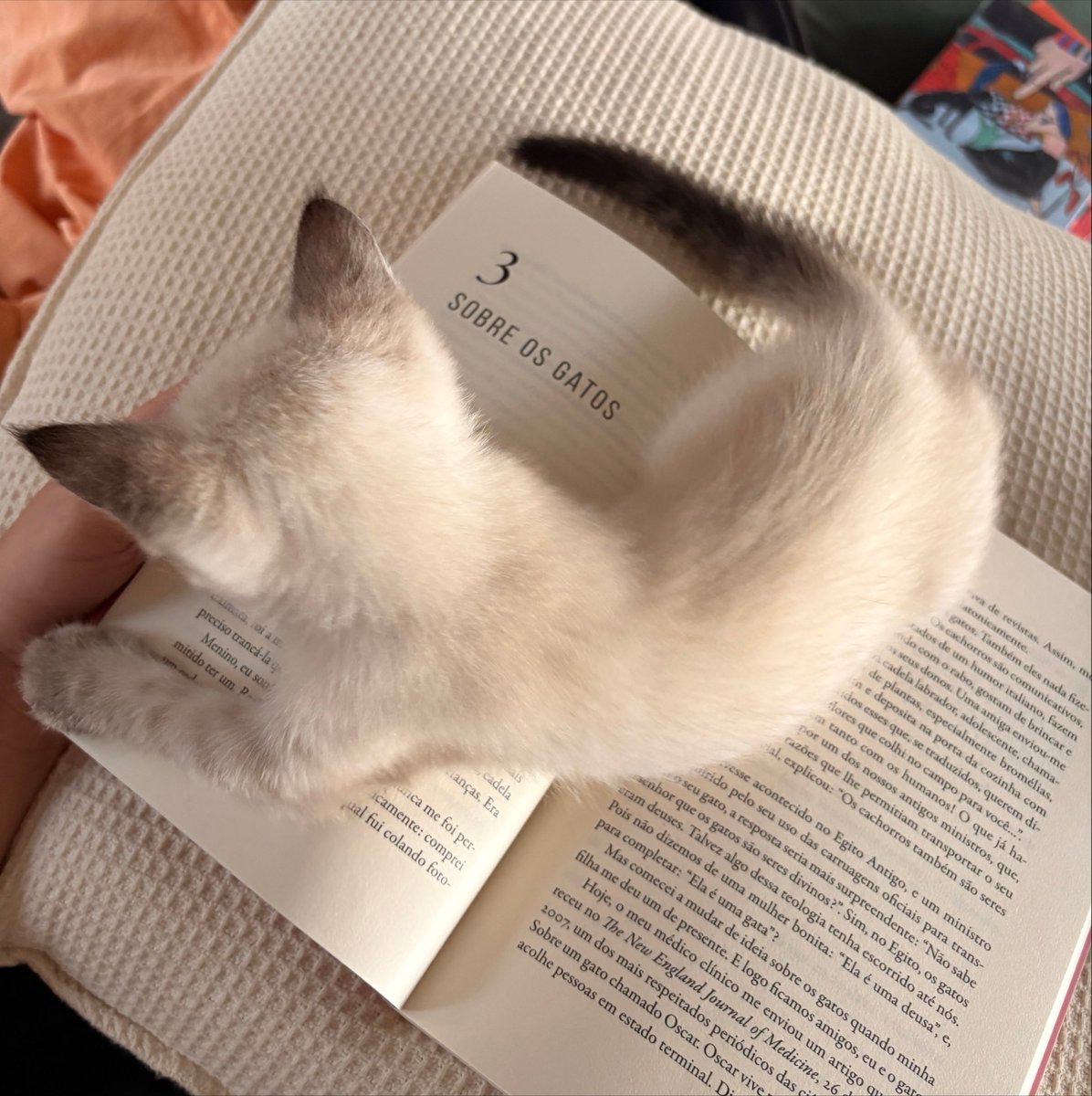pizzarutchi's tweet photo. sobre os gatos… https://t.co/JImRqP4P7t
