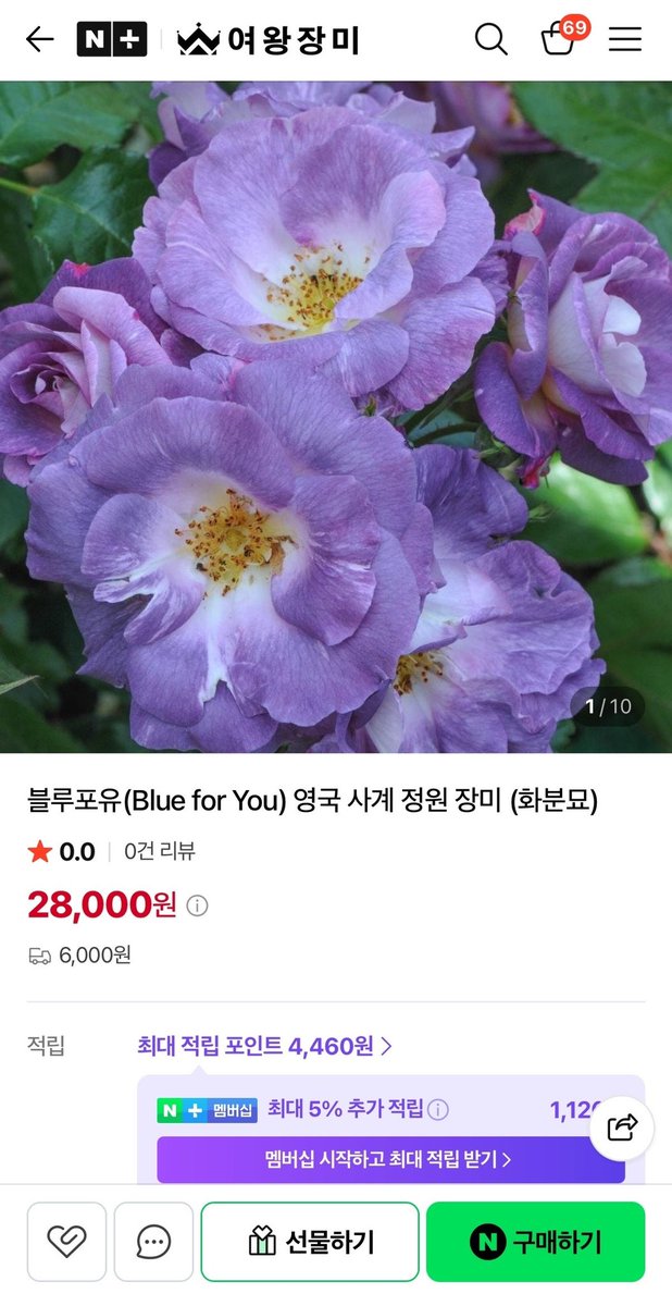 Reveur__Lunaire's tweet photo. 탐라에 블루포유 장미 찾으셨던 분들 여왕장미에 떴어요! ㅠㅠㅠ 1인당 한그루 제한있음. https://t.co/Rmnrbez2FC