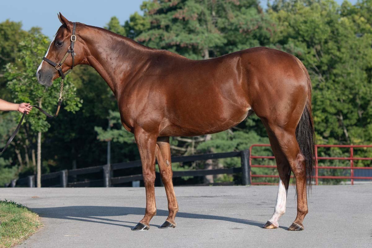 redsracingdev's tweet photo. Pleased to share another addition… CADENCIA (Mshawish - Tango Time (IRE), by Danehill Dancer (IRE)). 

She retires with $223,150 earned, finishing first or second in 13 of her 21 starts, including the 5F turf course record at Belterra Park in 55.61.

Her damsire Danehill Dancer was Champion sire in Britain and Ireland in 2009 and a three-time Champion 2YO sire, and his daughters produced Group 1 winners Minding and The Gurkha.

Grateful to @JHall8888 for another one. Excited to see what she produces.