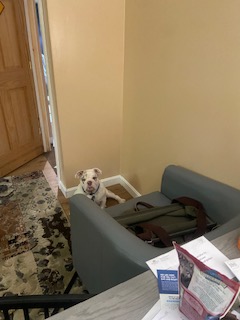 BulldogFinP's tweet photo. Tank, our Director of Customer Relationships, has been on the job for over a month now—and he’s already mastered some of the essentials: strategic door-guarding, high-level napping, thorough office inspections, and rigorous product testing (chew toys only).

He’s approved treats are necessary whenever going out or coming back from a walk.

Afterwards he slept through the market’s daily drama.

#BulldogFinancialPlanning #hourlyfinancialplanning #BulldogFP #financialplanning #financialfreedom #finance #financialadvisor #investing #financialgoals #wealth #retirementplanning #financialplanner #money