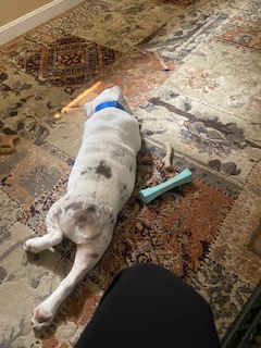 BulldogFinP's tweet photo. Tank, our Director of Customer Relationships, has been on the job for over a month now—and he’s already mastered some of the essentials: strategic door-guarding, high-level napping, thorough office inspections, and rigorous product testing (chew toys only).

He’s approved treats are necessary whenever going out or coming back from a walk.

Afterwards he slept through the market’s daily drama.

#BulldogFinancialPlanning #hourlyfinancialplanning #BulldogFP #financialplanning #financialfreedom #finance #financialadvisor #investing #financialgoals #wealth #retirementplanning #financialplanner #money