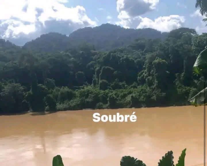 Cotedivoireoff_'s tweet photo. Les fleuves de notre pays, des plus petits aux plus grands, ainsi que leurs affluents tels que le Nzi sont pollués par des produits aussi dangereux que le cyanure ou le mercure. 

Il n’y a presque plus de poissons et la société de distribution d’eau de Côte d’Ivoire (SODECI) a de plus en plus de mal à traiter l’eau de ces fleuves. Même les nappes phréatiques de plusieurs localités sont touchées.

Consommer aussi les quelques rares poissons que l’on trouve encore dans nos cours d’eau expose à la maladie de Minamata qui touche les femmes enceintes qui donnent naissance à des enfants lourdement handicapés. Les animaux refusent désormais de boire de ces eaux, ce qui rend impossible tout développement de l’élevage. 

Aujourd’hui notre pays est obligé de dépenser des sommes de plus en plus importantes pour importer de la viande et des poissons. 
Si nous continuons de laisser les orpailleurs faire ce qu’ils veulent, bientôt nous n’aurons plus d’eau à boire, et plus de poissons ou de viande à consommer.  

Au niveau de l’agriculture, la situation est tout aussi catastrophique. Partout dans le pays, au nord, au sud, à l’est, à l’ouest, au centre, partout, les terres sont ravagées. 
Non seulement elles sont devenues impropres à l’agriculture, parce que creusées de milliers de trous, dans lesquels les populations se blessent régulièrement en se rendant dans les champs, mais elles sont rendues stériles par les produits toxiques qui y sont déversés. 
En plus, on ne trouve plus grand monde pour se livrer aux travaux agricoles. 
De nombreux enfants désertent même l’école pour aller chercher de l’or.

Que gagne notre pays au prix de tant de destruction ? Pratiquement rien. L’activité d’orpaillage est exercée en très grande majorité (certains parlent de 95%) par des étrangers.

Les Ivoiriens eux, cèdent leurs terres contre des liasses d’argent qu’ils croient être des fortunes, et ce sont ces étrangers qui ramassent tout l’or. Or qu’ils ne déclarent pas à l’Etat et font sortir clandestinement pour aller enrichir des pays voisins par lesquels il transite, pour se retrouver dans les pétromonarchies arabes du Golfe. 

Et cet or sert le plus souvent à financer les groupes terroristes. 

Il y a bien sûr des policiers, des gendarmes, des sous-préfets, des préfets et d’autres personnalités haut placées qui couvrent cette activité contre de l’argent mais ce n’est que des broutilles par rapport à ce que l’or rapporte en fin de compte. Et cet argent est gagné au prix de la destruction de notre pays. 

Nous avons fait de l’argent notre unique dieu dans ce pays, et nous sommes prêts à tout pour l’obtenir. 

Venance Konan