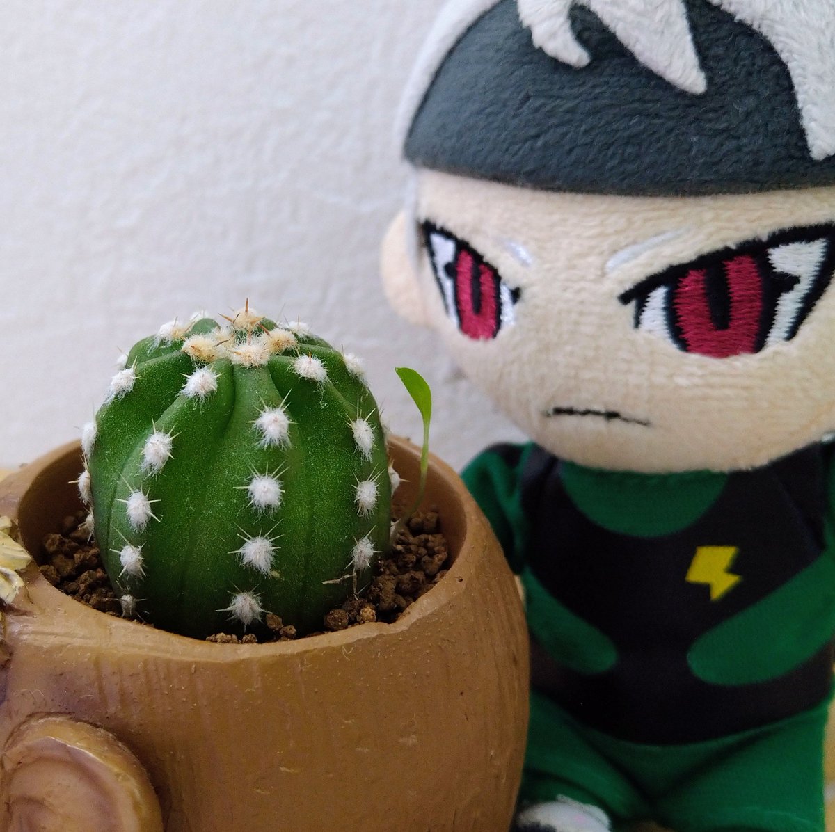 monyuta94's tweet photo. 購入したマンモス植木鉢のサボテン横からナニか生えてきたので見守っている🌵 https://t.co/sfY9KEEhJG