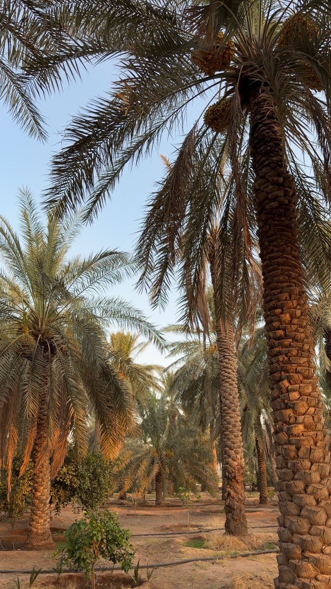 LS24f's tweet photo. طيب تدرون اني اعشق حياه المزرعه واتمنى اعيش به🌴🤍🤍🤍🤍
اصحى الصباح اهتم بزرعي وحيواناتي 😭❤️ https://t.co/qPVVUKpSHE
