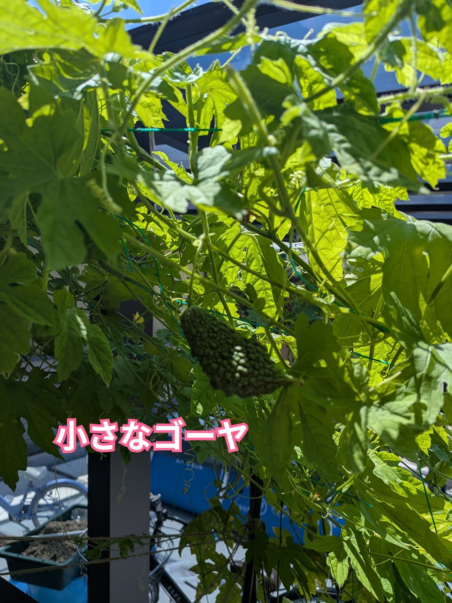 oiseeenippon's tweet photo. 小さな実を付けたゴーヤ。
猛暑日が続き今年は身をつけないのでは？と心配してたところ。

大きくなるかも心配だけど、見守るしかありません！

#美味しい日本 #家庭菜園　#ゴーヤ　#夏野菜 https://t.co/LPYLFD9h8i