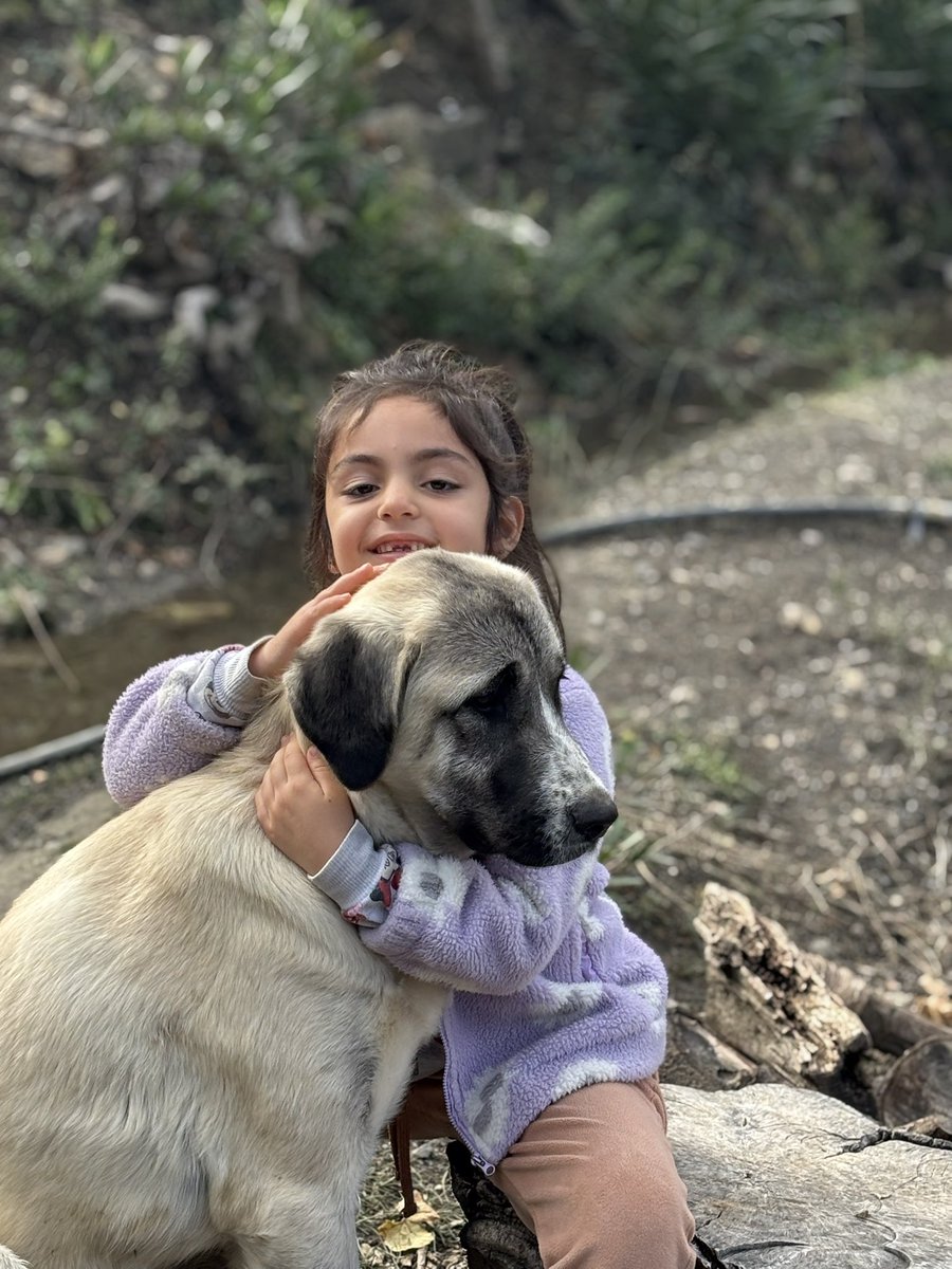 aytugerik's tweet photo. Birce,köpeği Cesur’a o kadar bağlıydı ki… haftasonu tatillerinde annesiyle babasını darlardı köye gitmek için sırf Cesurla vakit geçirebilsin diye … Bizim cesurumuz dünden beri eve gelmiyor
Saatlerce ağladım.. Birceye akşam söyledik hüngür hüngür ağladı💔 https://t.co/cuvw9w8toG