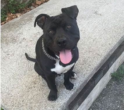 HenryJeanServat's tweet photo. #NICE Il est important de trouver une famille ds Alpes-Maritimes pour le jeune et gentil Blacky ,deux ans et demi, staff non catégorisé, gentil chien, laissé à l'abandon. Se manifester auprès de AJPLA, Association Justice pour les Animaux, ou je transmetrai https://t.co/N1JALjBmVR