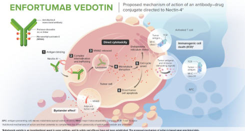 urotoday's tweet photo. Identifying biomarkers of response and mechanisms of resistance to enfortumab vedotin with and without pembrolizumab in metastatic #UrothelialCancer. Presentation by Aditi Gupta, MD @MSKCancerCenter. #BCANTT26 written coverage by @chavarriagaj @PSH_Urology. #ReadNow > https://t.co/8Y7bsdF78n @BladderCancerUS