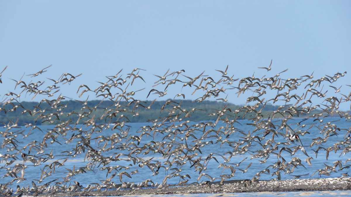 WHSRN's tweet photo. 🐦¿Porqué muchas aves se reúnen formando un gran grupo o bandada?

Why do so many birds come together in large groups or flocks?

📸Salvadora Morales. https://t.co/Z3NDw188vl