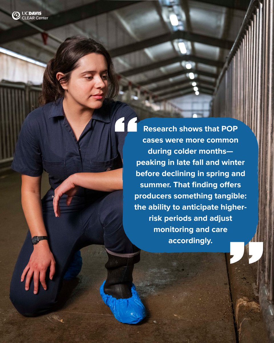 UCDavisCLEAR's tweet photo. Pelvic organ prolapse (POP) in sows is on the rise, but why? Fourth-year @ucdavisvetmed student Kimberly Aguirre Siliezar, working alongside Dr. Beatriz Martínez López &amp; CADMS, analyzed data from 100+ farms across U.S. &amp; Canada to identify trends in POP incidences. 🐖 1/ https://t.co/81mx7kI3s6