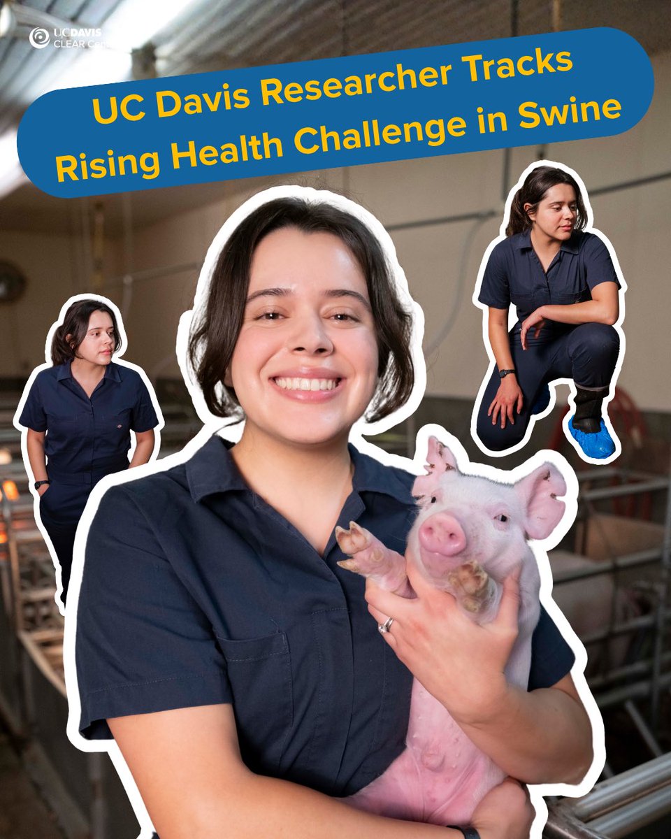 UCDavisCLEAR's tweet photo. Pelvic organ prolapse (POP) in sows is on the rise, but why? Fourth-year @ucdavisvetmed student Kimberly Aguirre Siliezar, working alongside Dr. Beatriz Martínez López &amp; CADMS, analyzed data from 100+ farms across U.S. &amp; Canada to identify trends in POP incidences. 🐖 1/ https://t.co/81mx7kI3s6