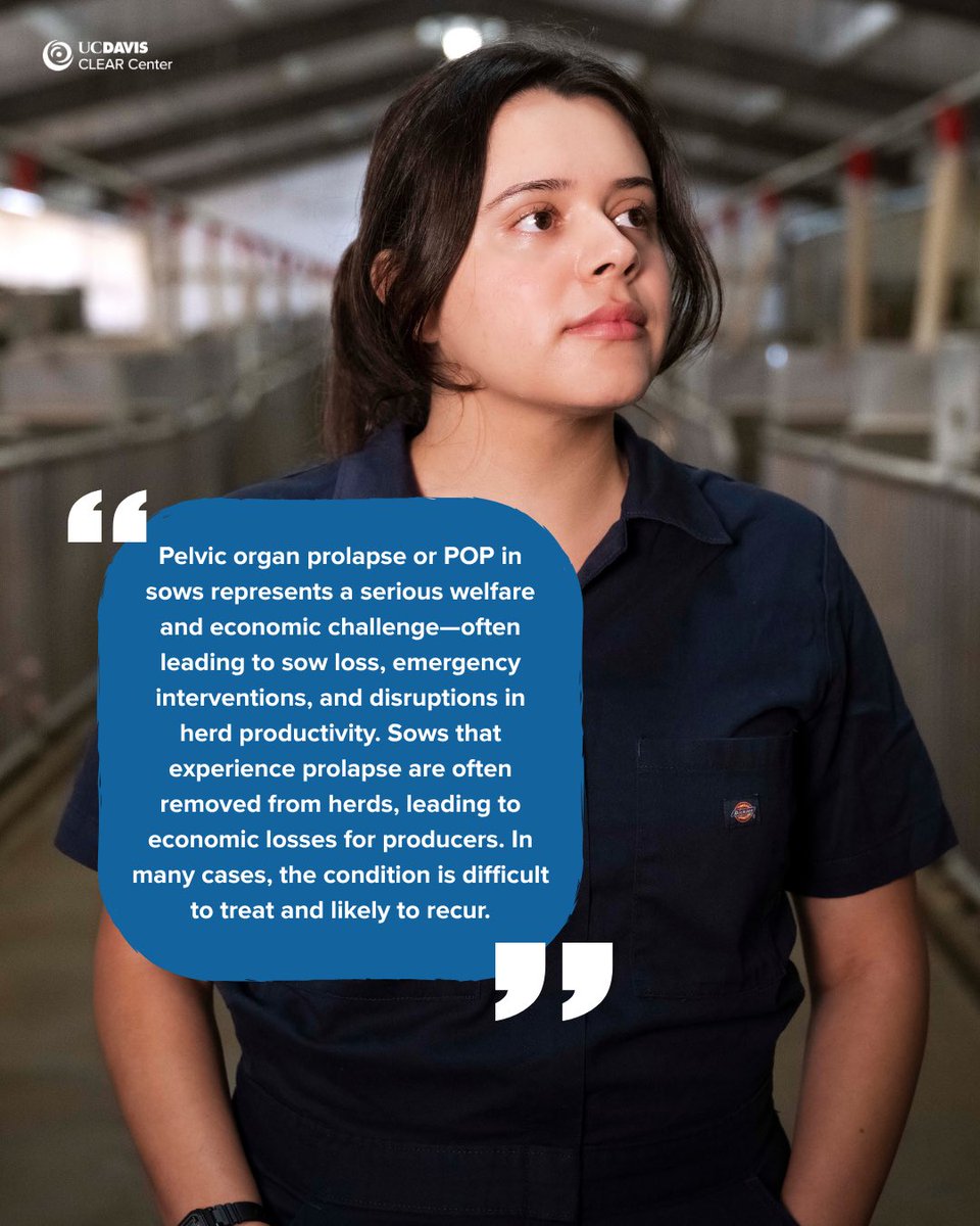 UCDavisCLEAR's tweet photo. Pelvic organ prolapse (POP) in sows is on the rise, but why? Fourth-year @ucdavisvetmed student Kimberly Aguirre Siliezar, working alongside Dr. Beatriz Martínez López &amp; CADMS, analyzed data from 100+ farms across U.S. &amp; Canada to identify trends in POP incidences. 🐖 1/ https://t.co/81mx7kI3s6