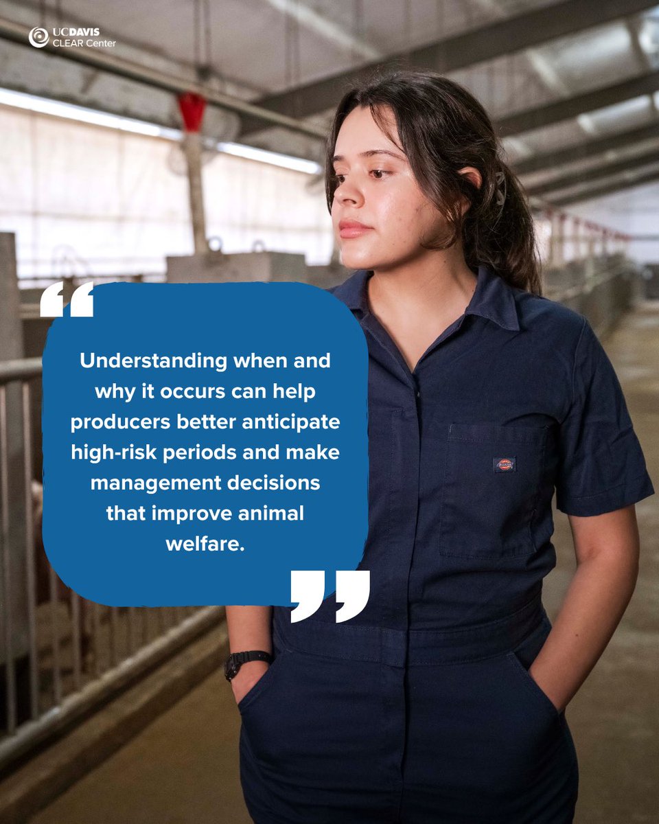 UCDavisCLEAR's tweet photo. Pelvic organ prolapse (POP) in sows is on the rise, but why? Fourth-year @ucdavisvetmed student Kimberly Aguirre Siliezar, working alongside Dr. Beatriz Martínez López &amp; CADMS, analyzed data from 100+ farms across U.S. &amp; Canada to identify trends in POP incidences. 🐖 1/ https://t.co/81mx7kI3s6