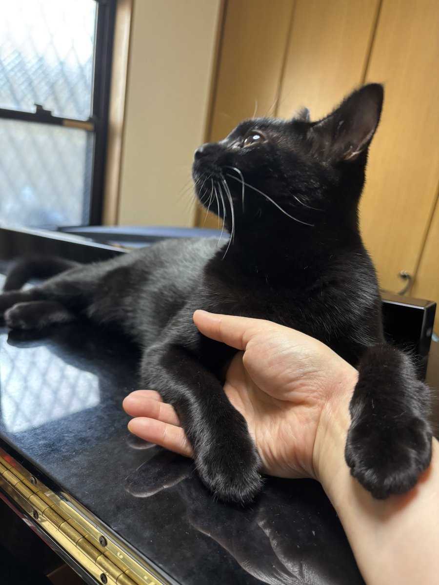 Sl9rJ's tweet photo. 寝起きは甘えん坊なミルミルです。 https://t.co/6xm8k4VUi6