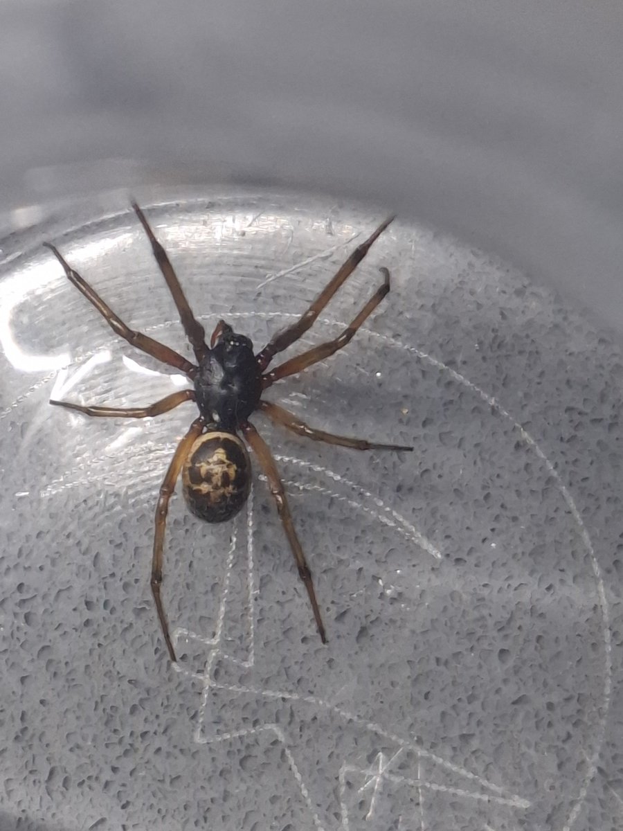 RobSeward23's tweet photo. Hey #spider identify please. I 10-12mm body 30-35mm leg to leg #falsewidow ???? https://t.co/bYDfrFOMlV
