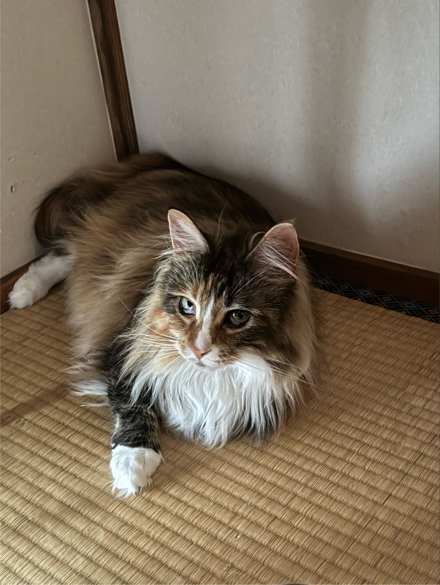 neco_ren9's tweet photo. おはようにゃ🐾
金曜日、にんげんも頑張れにゃ！
ただ、あちこち体調不良の声が聞こえるから
無理はダメにゃよ？

 #猫のいる暮らし https://t.co/2t4YTFYihd