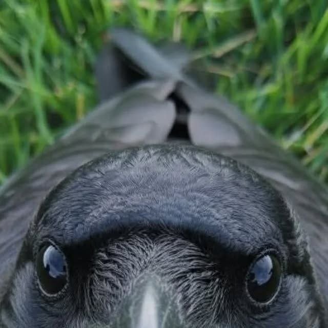 The_Regal_Raven's tweet photo. *boop* https://t.co/9dpHa8RyQJ
