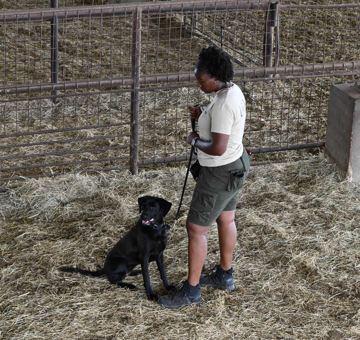 Screwworm_RR's tweet photo. Big things are happening in Douglas, AZ! 🐕‍🦺🐾🦺

As @USDA_APHIS prepares to deploy the New World screwworm detector dogs to the Douglas, AZ port of entry, we are fired up to support the mission — and have modified the cattle chutes to give these canine heroes the best possible workspace. 

These canine teams will bolster our livestock inspection capabilities at the border to protect U.S. livestock.

Strong infrastructure. Overlapping safeguards. Safer livestock.

#StopScrewworm