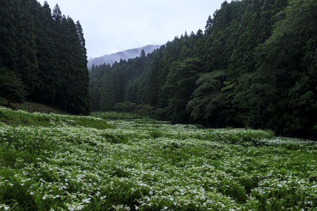 greenvibe's tweet photo. Four quiet corners of the forest — still water, misty meadows, sunlit paths, and golden light among the trees. https://t.co/bSUOR3B3CG