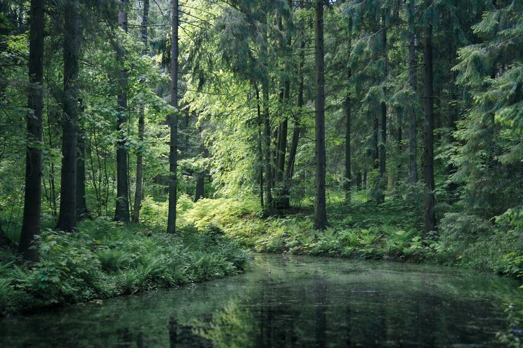 greenvibe's tweet photo. Four quiet corners of the forest — still water, misty meadows, sunlit paths, and golden light among the trees. https://t.co/bSUOR3B3CG