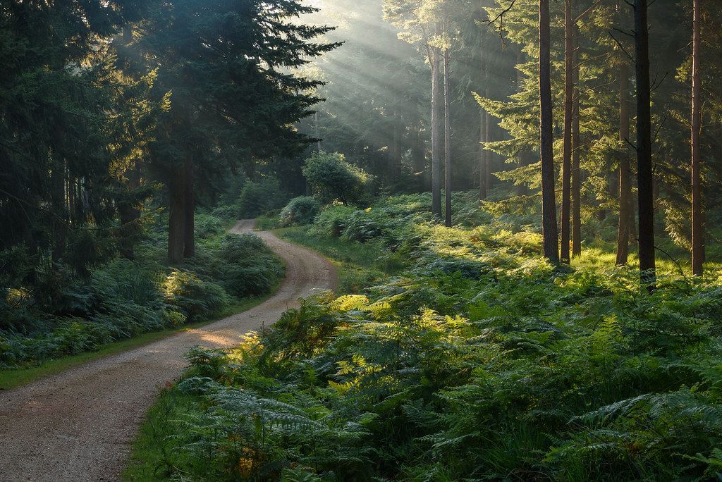 greenvibe's tweet photo. Four quiet corners of the forest — still water, misty meadows, sunlit paths, and golden light among the trees. https://t.co/bSUOR3B3CG