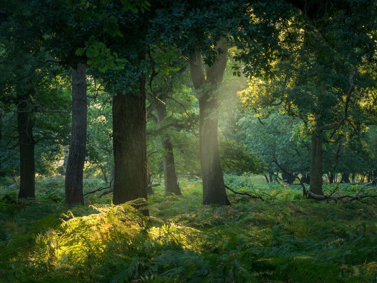 greenvibe's tweet photo. Four quiet corners of the forest — still water, misty meadows, sunlit paths, and golden light among the trees. https://t.co/bSUOR3B3CG