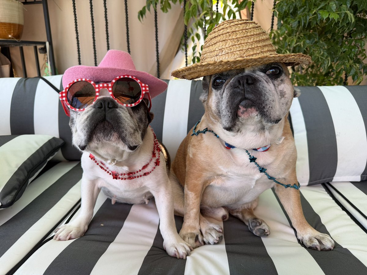 2FrenchBullys's tweet photo. Hanging out,  #frenchbulldogs https://t.co/xamTNS7L4y