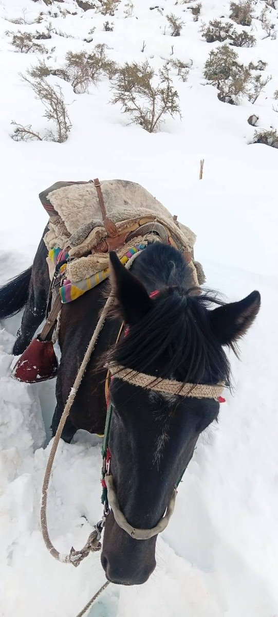 alegriagonzaa's tweet photo. 🔴#AltoDelCarmen La familia Santander, de la localidad de #Chollay, informa que sus animales permanecen atrapados en la nieve. Aseguran que presentan signos de deshidratación y fatiga.

@reddeemergencia @carolinapinoc https://t.co/Sgp1F8nzgF