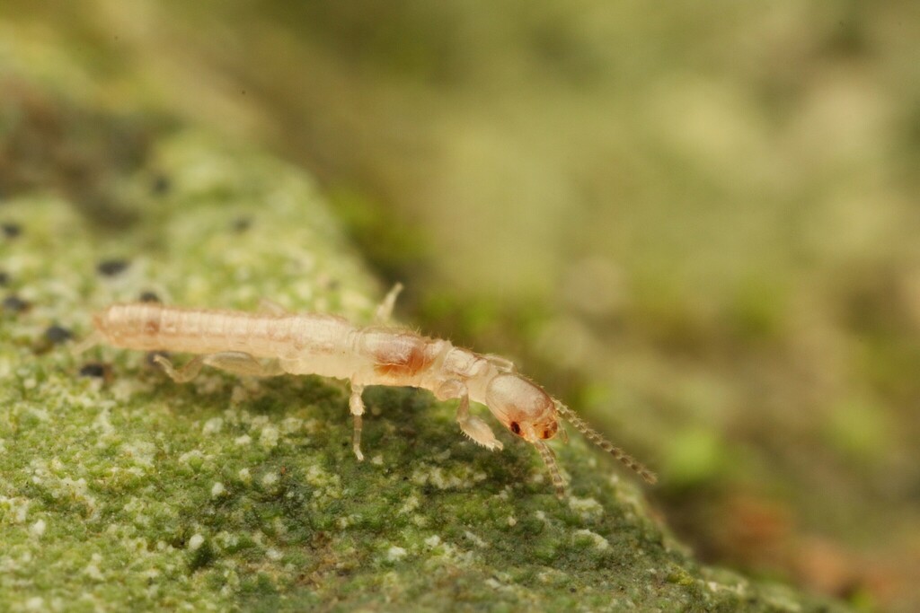 katydidposting 𓆧 tweet media