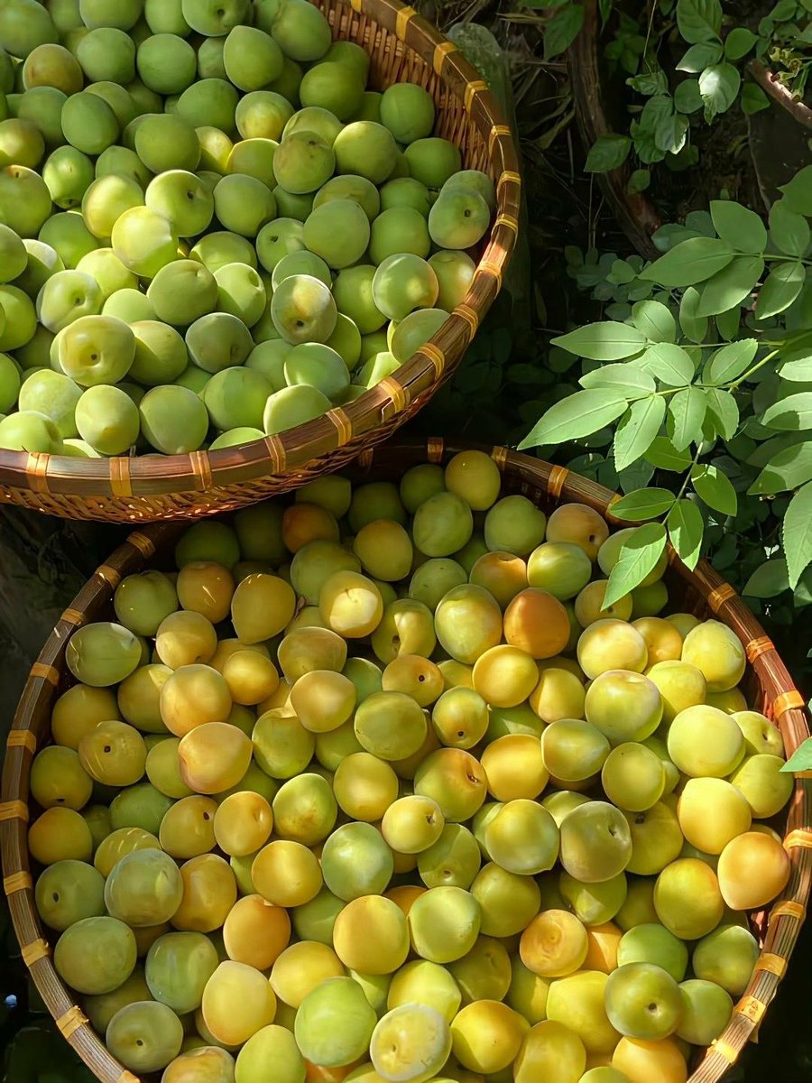 greenvibe's tweet photo. Fresh green and golden plums in woven baskets. https://t.co/CLjQvtRc4U