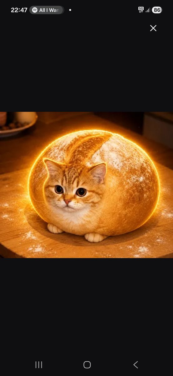 SeabertThe's tweet photo. New life for $breadcat  ??

5 days old sitting at 52K the meme is to  cute to let it die 

G95DFf3fjMqvTraw2T5EduHshNsrrNcaEA4QsD1upump https://t.co/kM9RiBHLNA