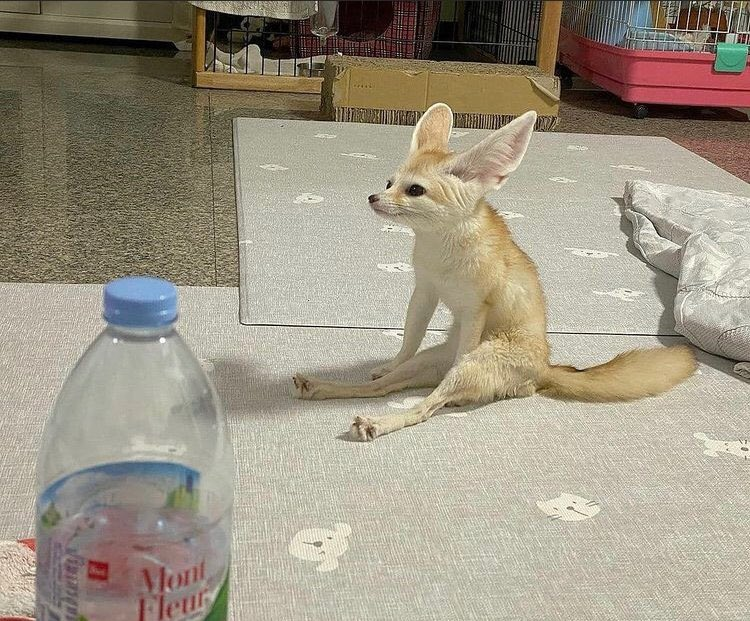 FennecsDaily's tweet photo. https://t.co/FI9ilPPKOq