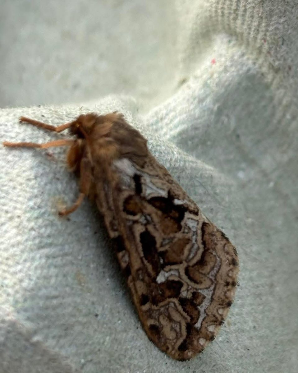 Mt_Briscoe's tweet photo. Today was also a moth trap morning. I’m amazed at the array of colours of our moths. Simply stunning and really important pollinators.
#onfarmbiodiversity #biodiversity #organicfarming #mothtrapping #MountBriscoeOrganicFarm https://t.co/QKpDUlMtxP