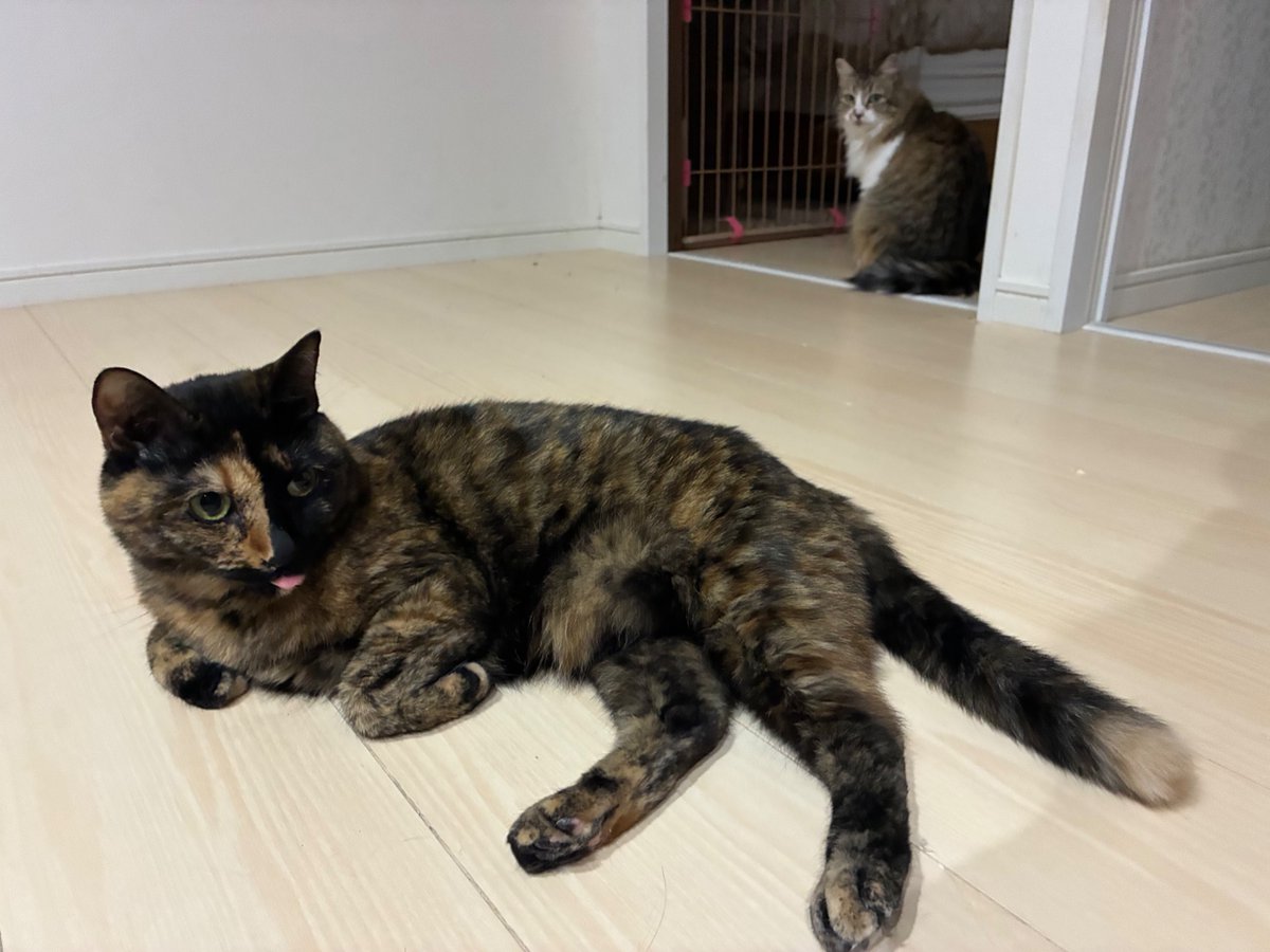 showjyoneco's tweet photo. おはようございます🍀

昨日浴室から妻の悲鳴🙀
何事かと思ったら、猫が吐いたご飯に蟻がたかってました😅

ウチはGは出ないと以前ポストしましたが、蟻が家の中まで入り込むのも初めて。
Gは猫達が処理してるのでしょうが、蟻には無関心😅

対策必要かなぁ🤔
では7月ラスト頑張りましょう😸

#おはよう0731r8 #猫のいる暮らし𓏲𓎨