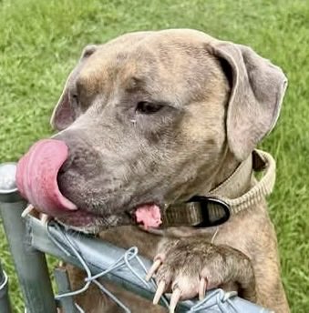 LacDonna's tweet photo. 🚨 ARLO IS OUT OF TIME 🚨
⏰ MUST LEAVE FRIDAY 7/31
💰 Has great pledges!!
Please Repost, spread the word. 
Please share, tag rescues, foster, adopt, pledge — Arlo needs a hero NOW! ❤️🐾 https://t.co/tOMVJAUi39