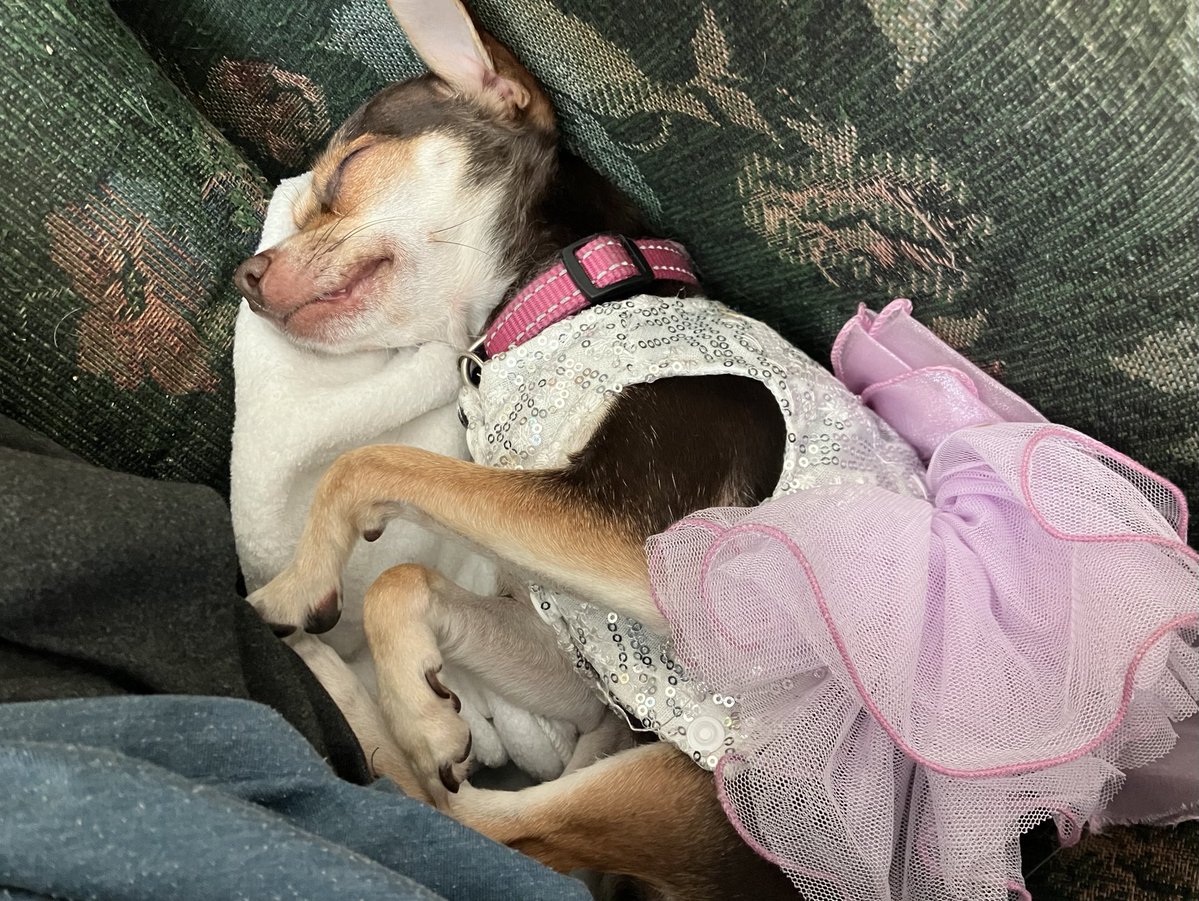 LeumasAzevren's tweet photo. Oh look…a Twinkle-Toes Fairy Princess napping. 😴                        Ku`uikilani Eleu (My Little Heavenly One Who Gives Warning).⛔️ https://t.co/B5Hp2a7WyO