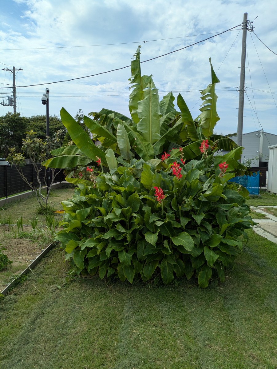 WBGard's tweet photo. End of July pics...new gladiolus,  tomatoes and watermelon on the vine and banana and kana lilies enjoying the heat. https://t.co/2pDvr9gxFV