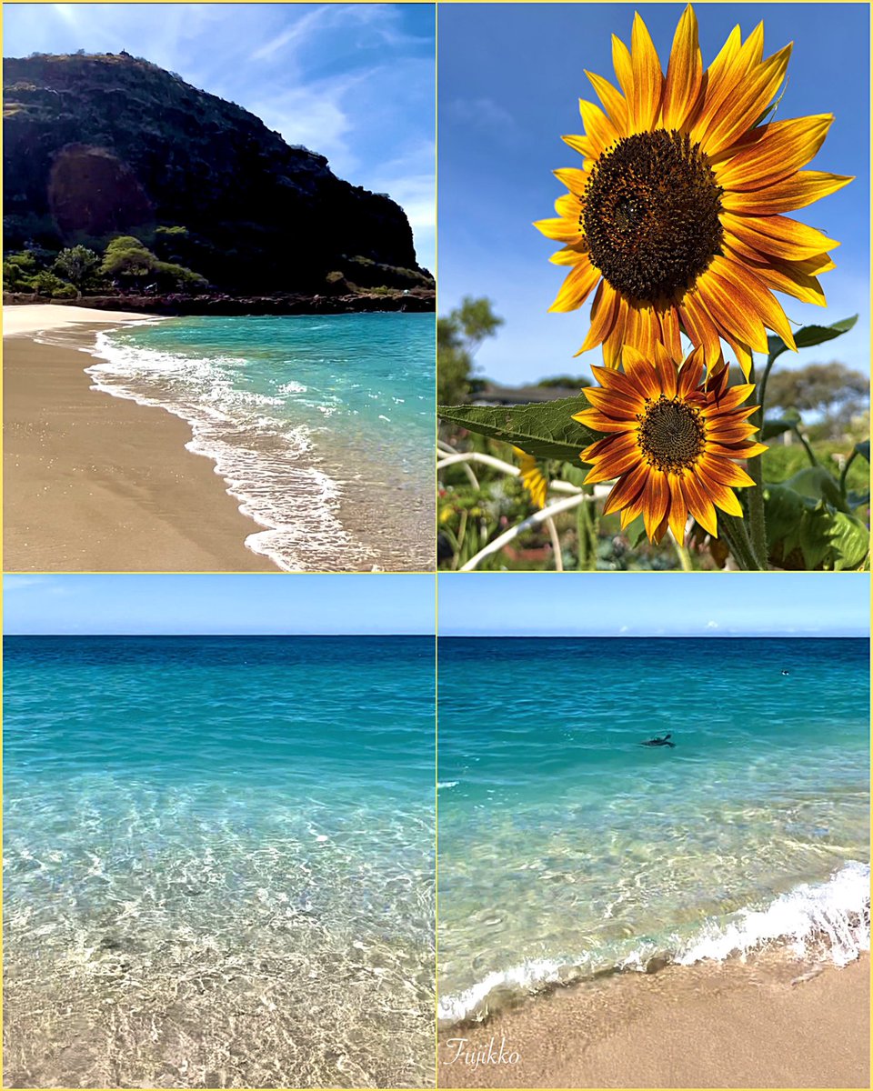 hawaiifujikko's tweet photo. 🏝️Hawai’i    

     青い海岸線が続くオアフ島西

                      𓏲࿐✾ 𝑅𝑒𝓁𝒶𝓍𝒾𝓃𝑔 𝓉𝒾𝓂𝑒🌻 https://t.co/xTe8PTl895