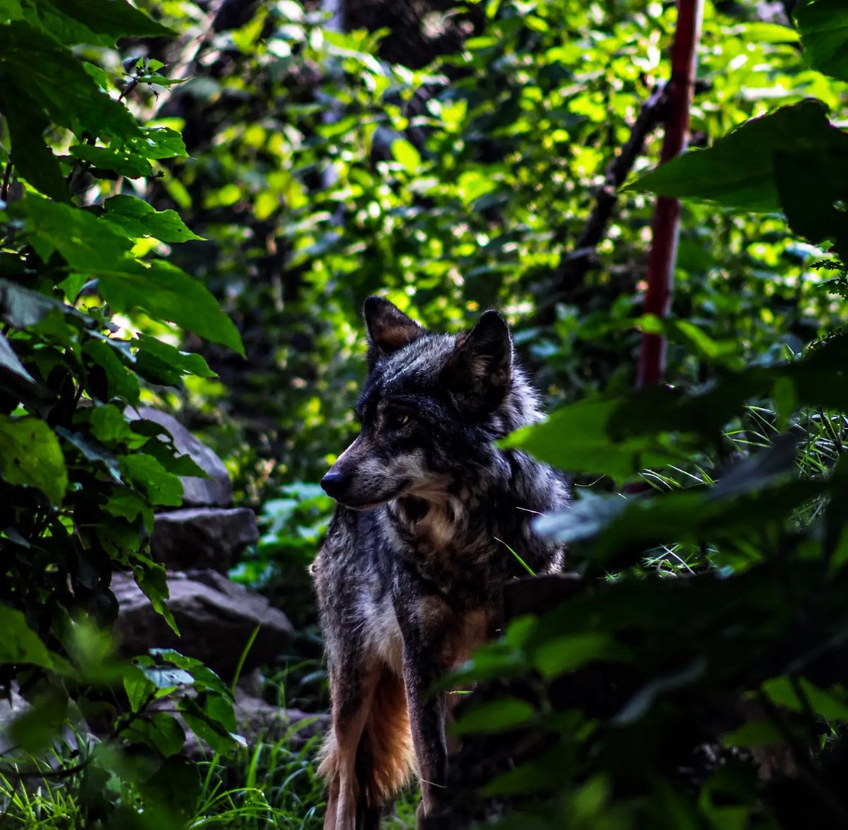 extincion_cero's tweet photo. #Valko agradeciendo todo lo que han hecho por el y sus hermanos lobos mexicanos. Mañana es el último día para donar al Gofoundme que @_hikariko57 @Love_Deepspace armaron para concientizar  sobre la vulnerabilidad del lobo mexicano.
#Valkoisloved #bringValkoback #savethelobo https://t.co/s37q8mufl3