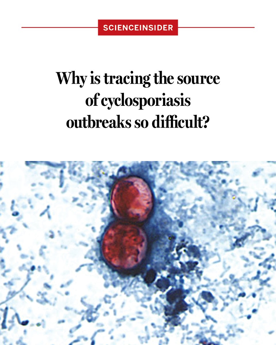 ScienceMagazine's tweet photo. The foodborne illness cyclosporiasis has exploded in the United States this summer: More than 6700 cases have been confirmed and more than 11,500 potential ones have been reported to the CDC by 45 states between 1 May and 28 July. 

However, due to the parasite’s biology, combined with logistical issues and budget cuts at CDC, figuring out where all those infections came from has been a struggle. 

Learn more: https://t.co/GmZVar4yyF @NewsfromScience